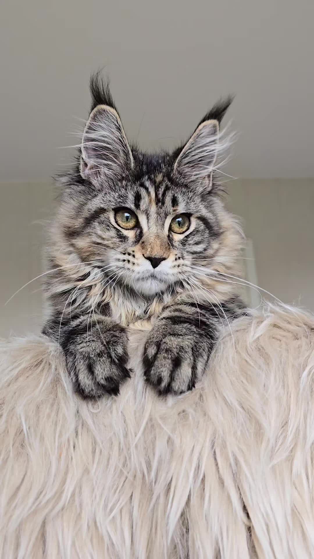 @Maine Coon Cattery Forest Rich