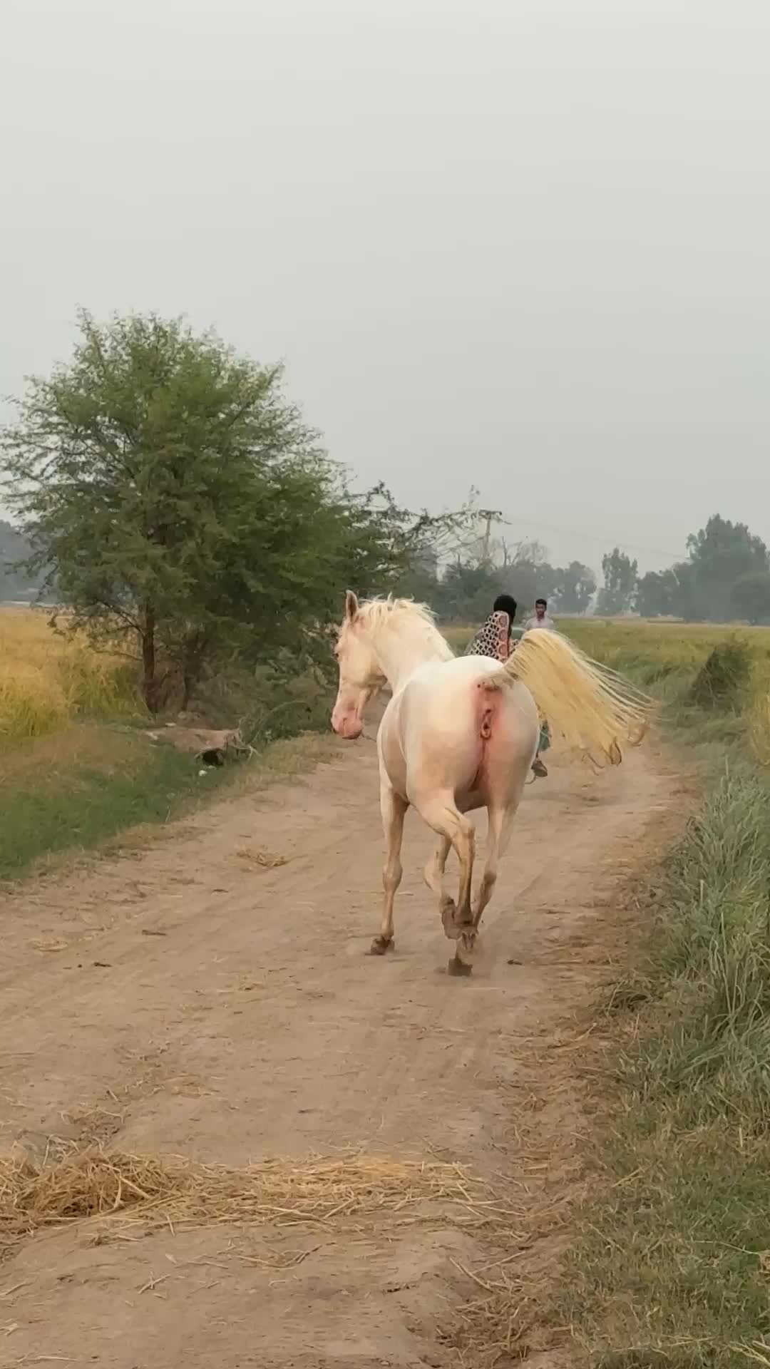 @Ishq_e_ghora 🐎