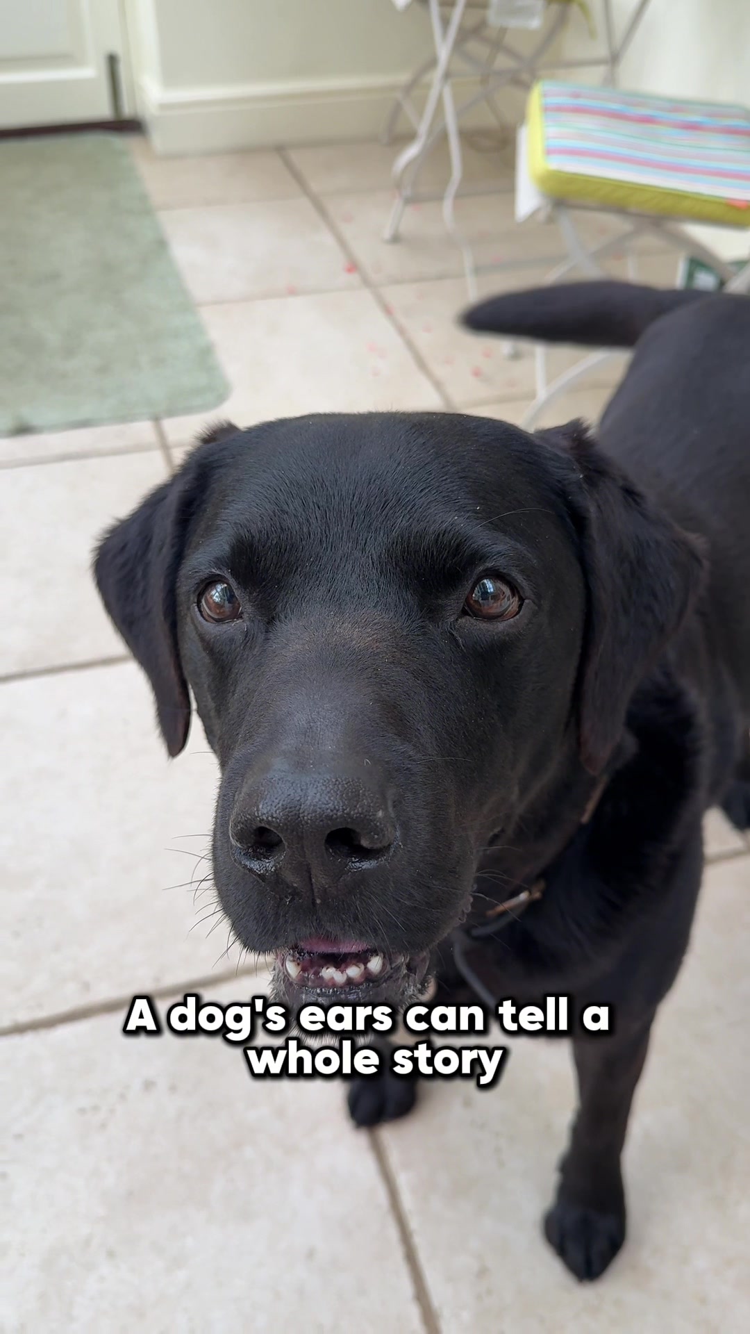 @Denzel The Labraseal