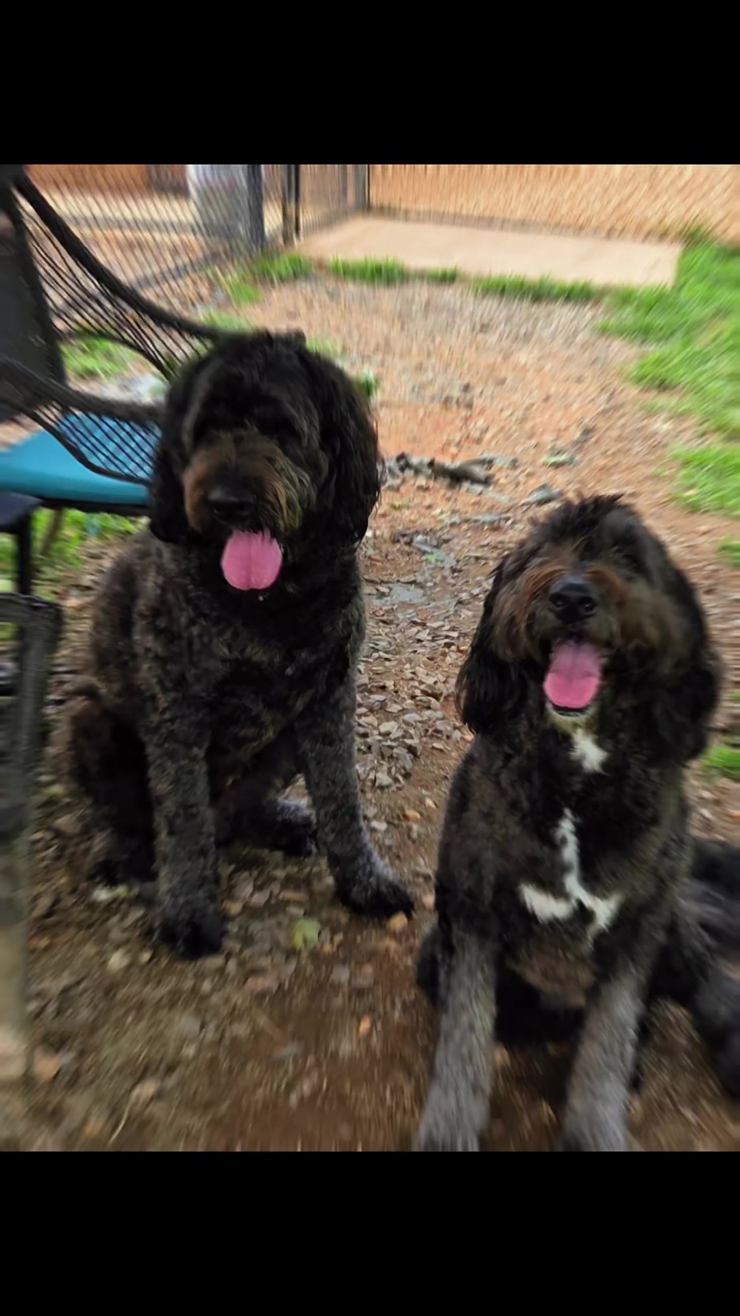 @Mountain Run Kennel