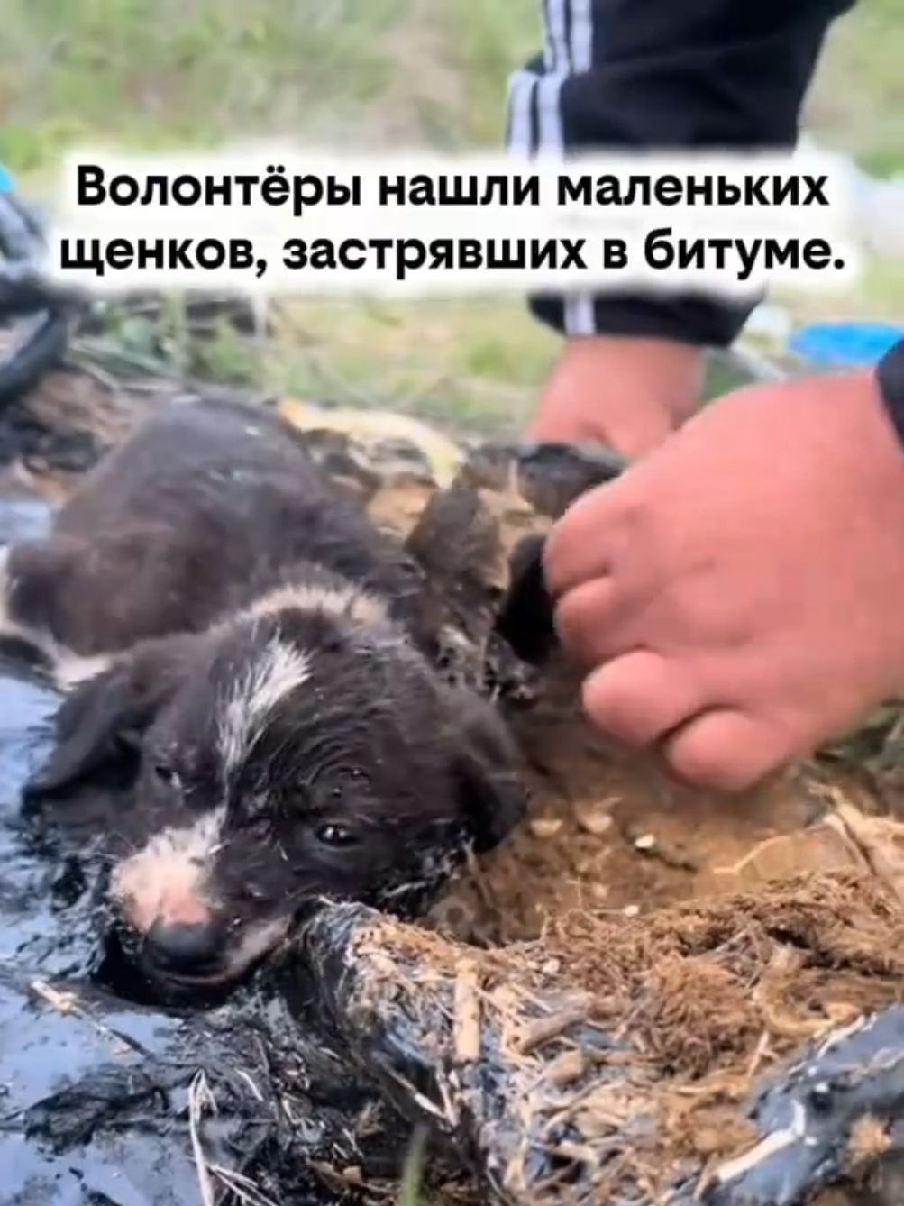 @RescueAnimals Nir