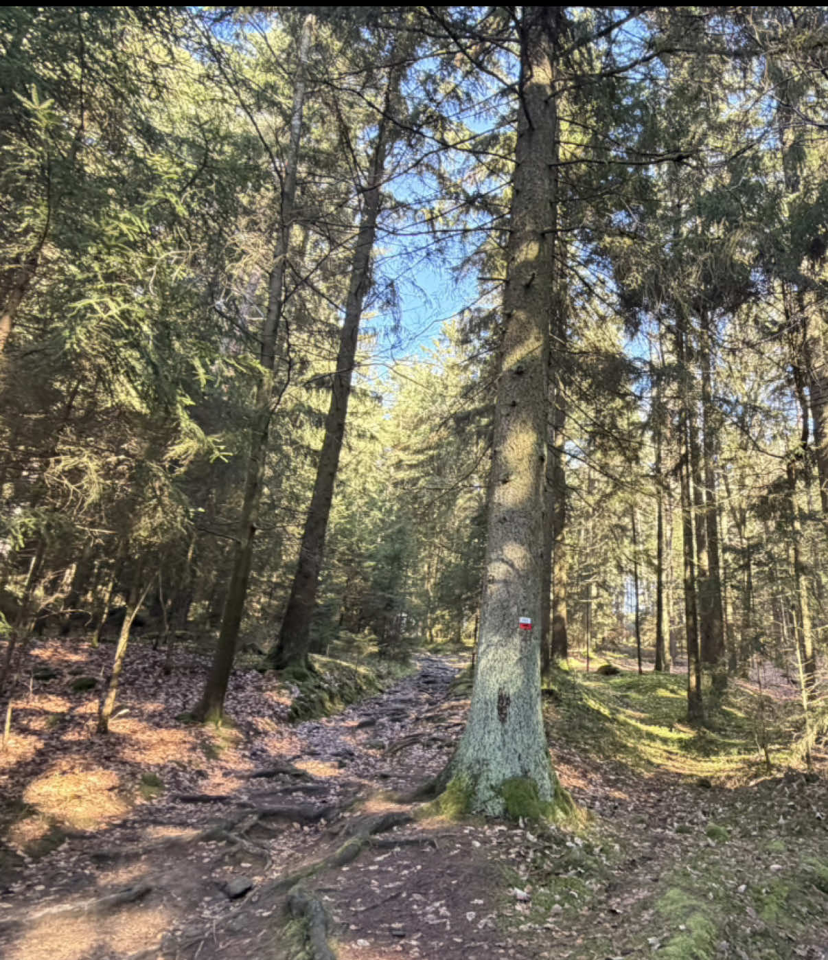 @vanenym