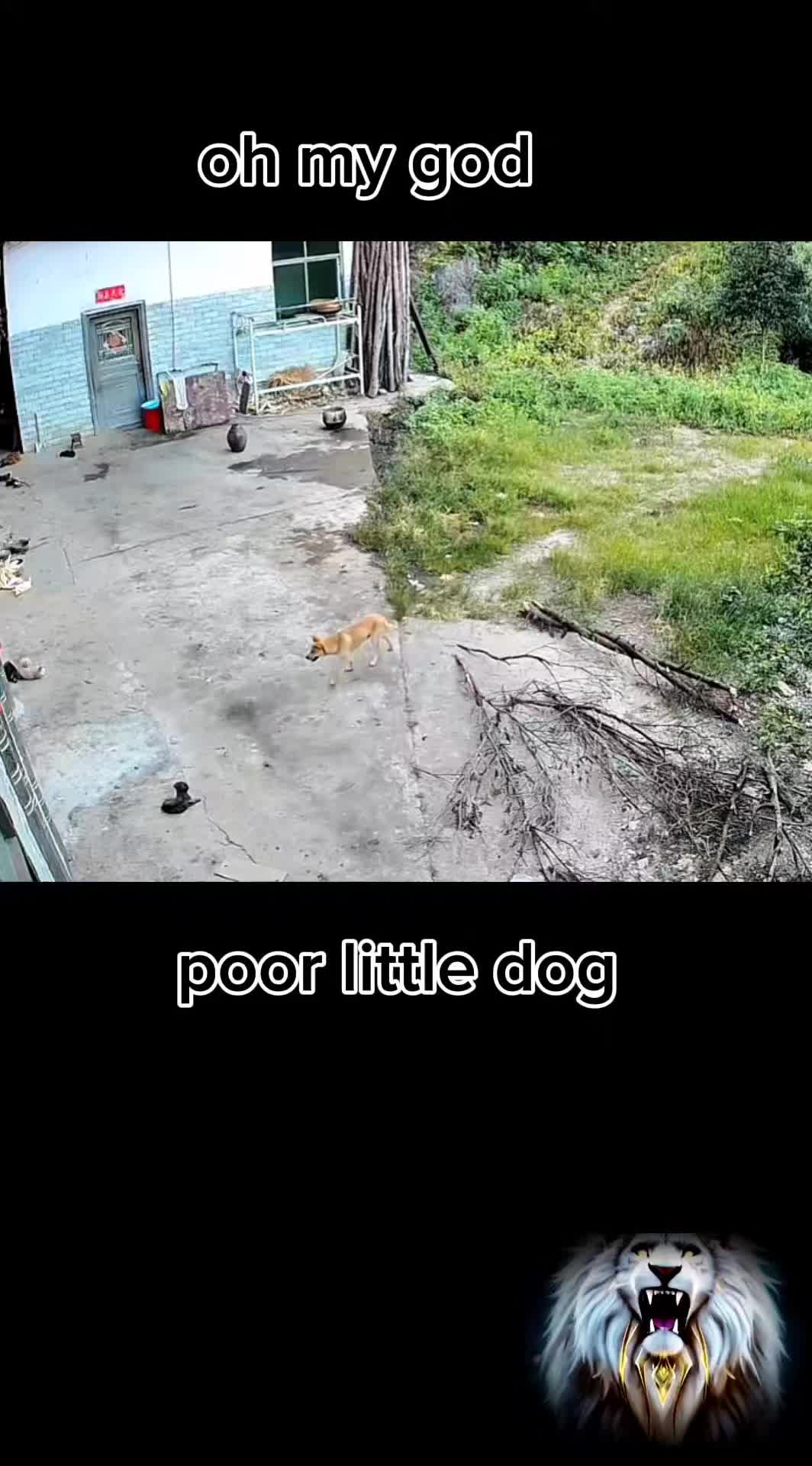 @videos animals funny