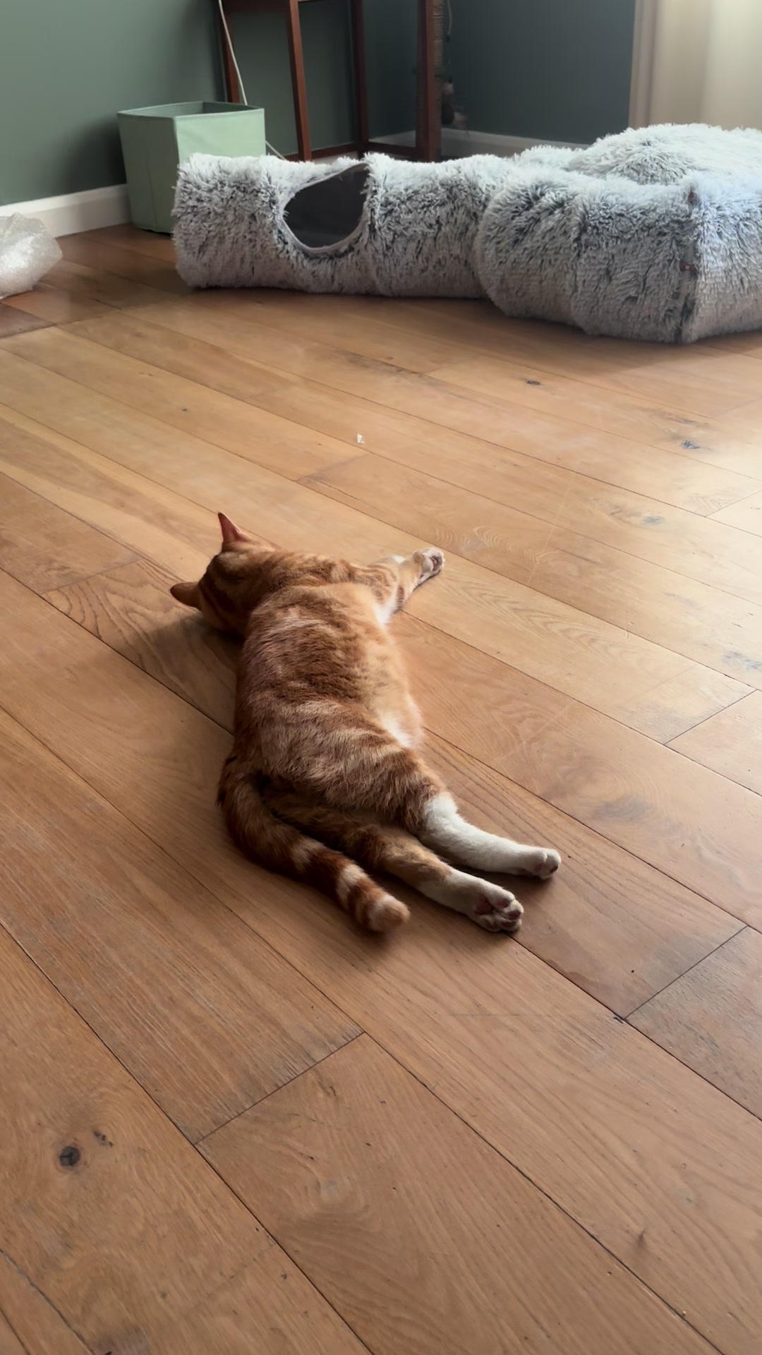 @Freddie the orange cat
