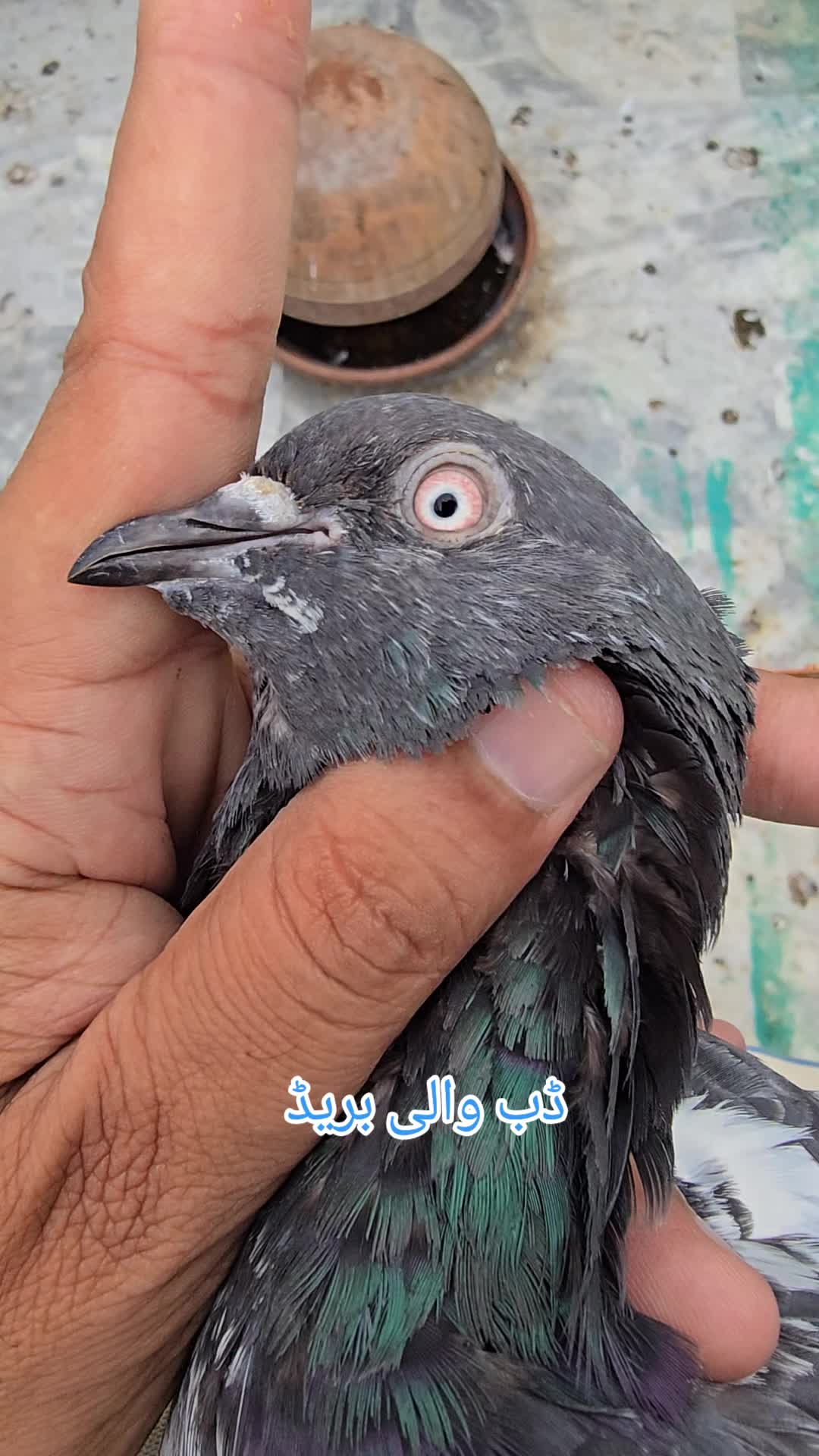 @Malik Mohkam khokhar