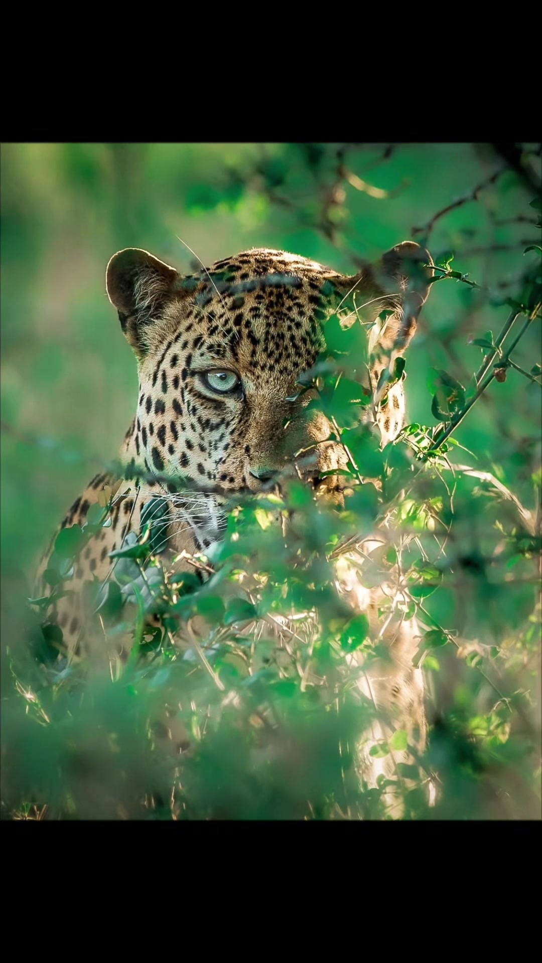 @Le Clin D&rsquo;Oeil Animal