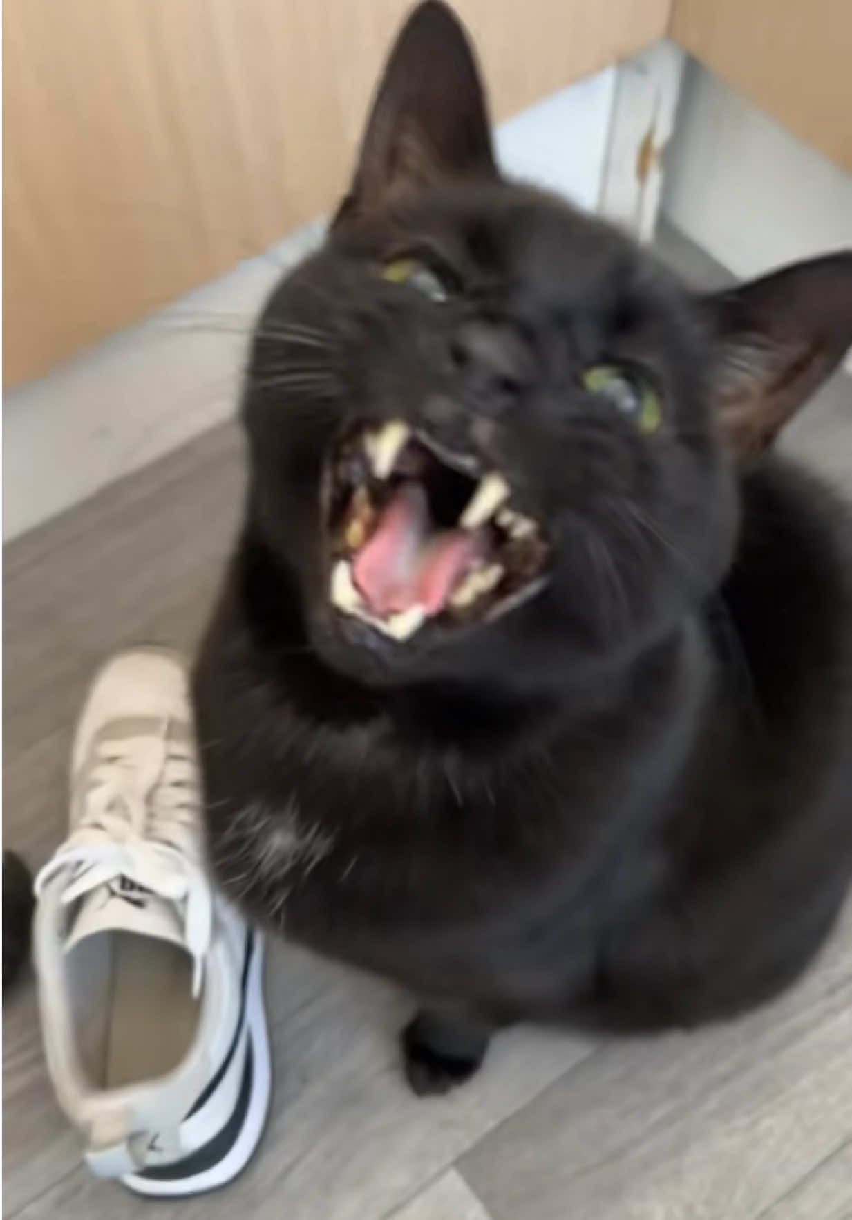 @Teefie_tribe 🐈⬛🐈⬛🐈🦷🦷