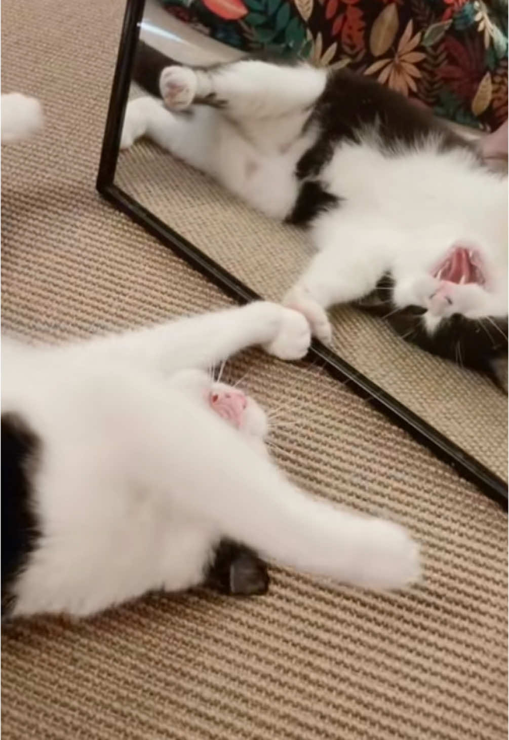 @Kobe the Kitty