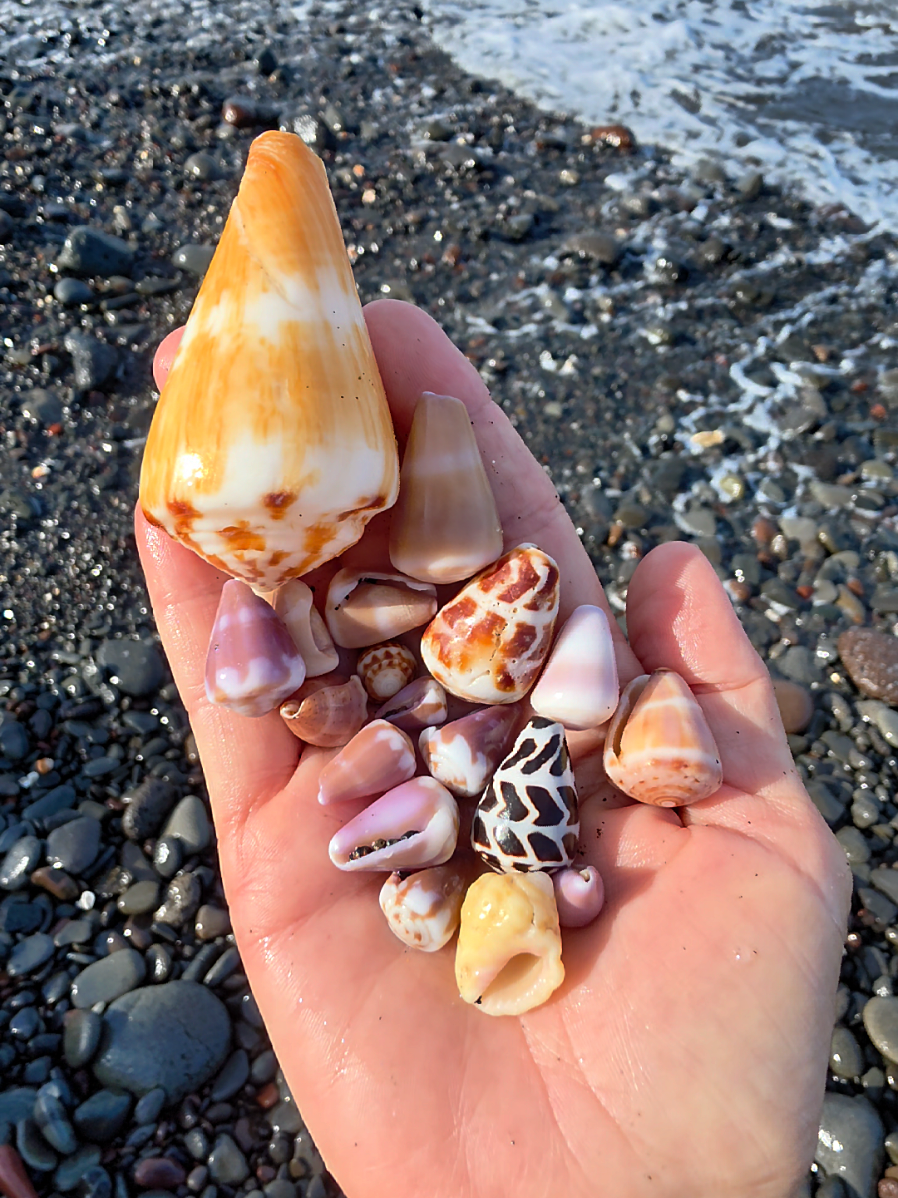 @Noe 🐚 Shells