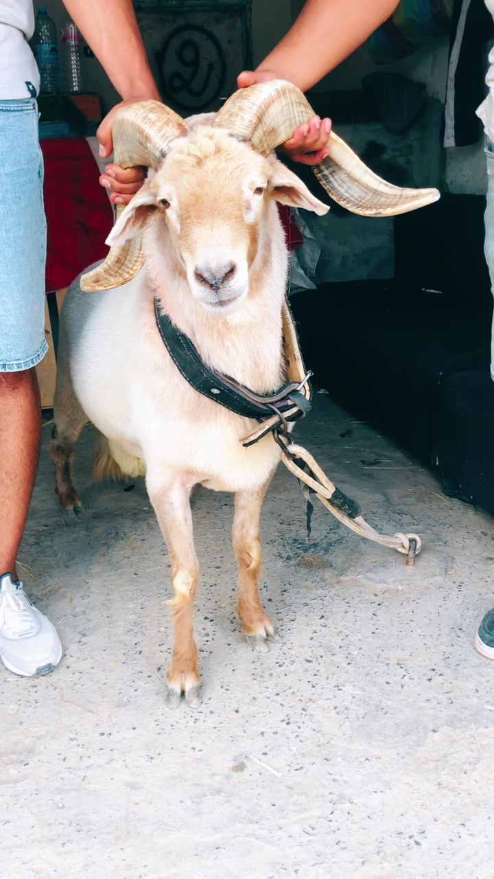 @سيف غرام زمان 🇹🇳