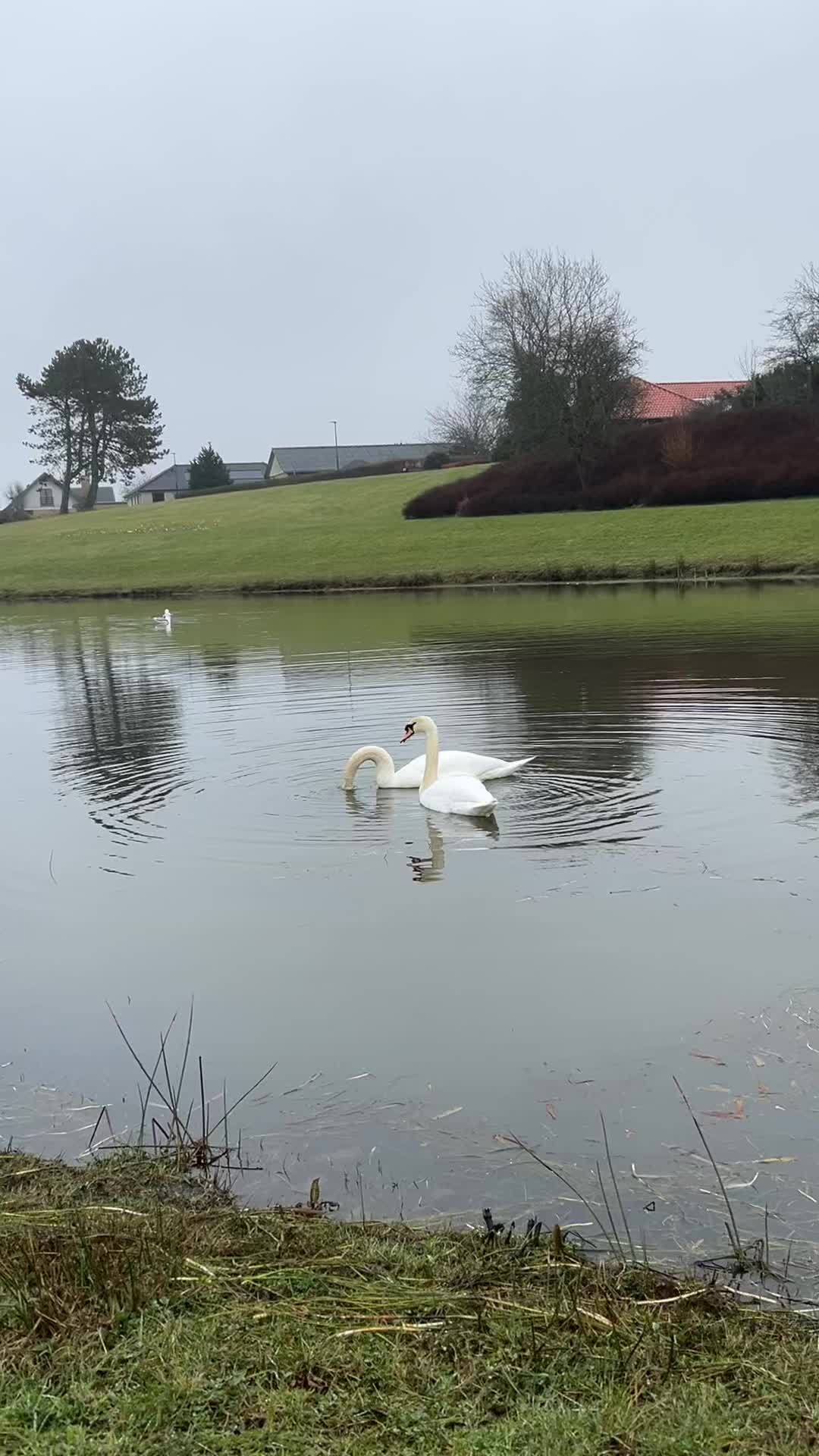 @dk__nature 🇩🇰