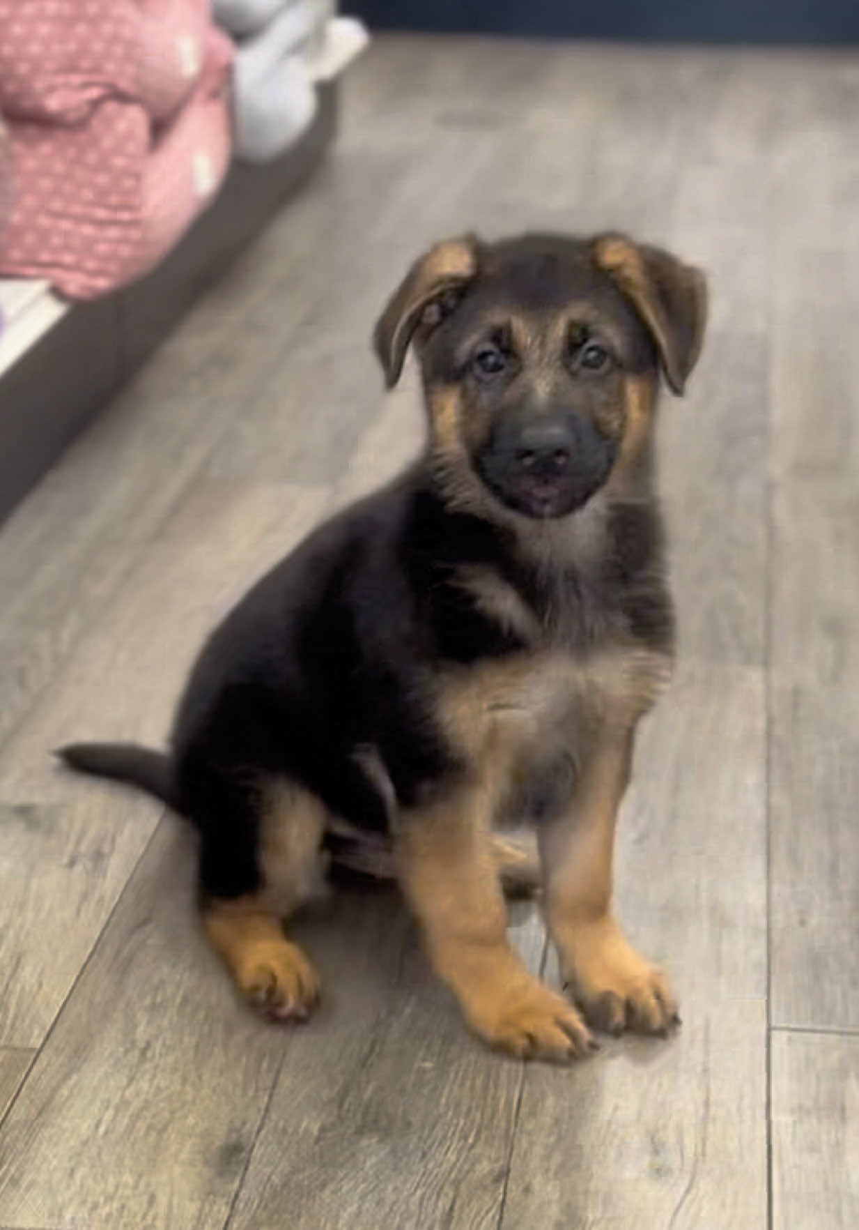 @Petland Oklahoma City