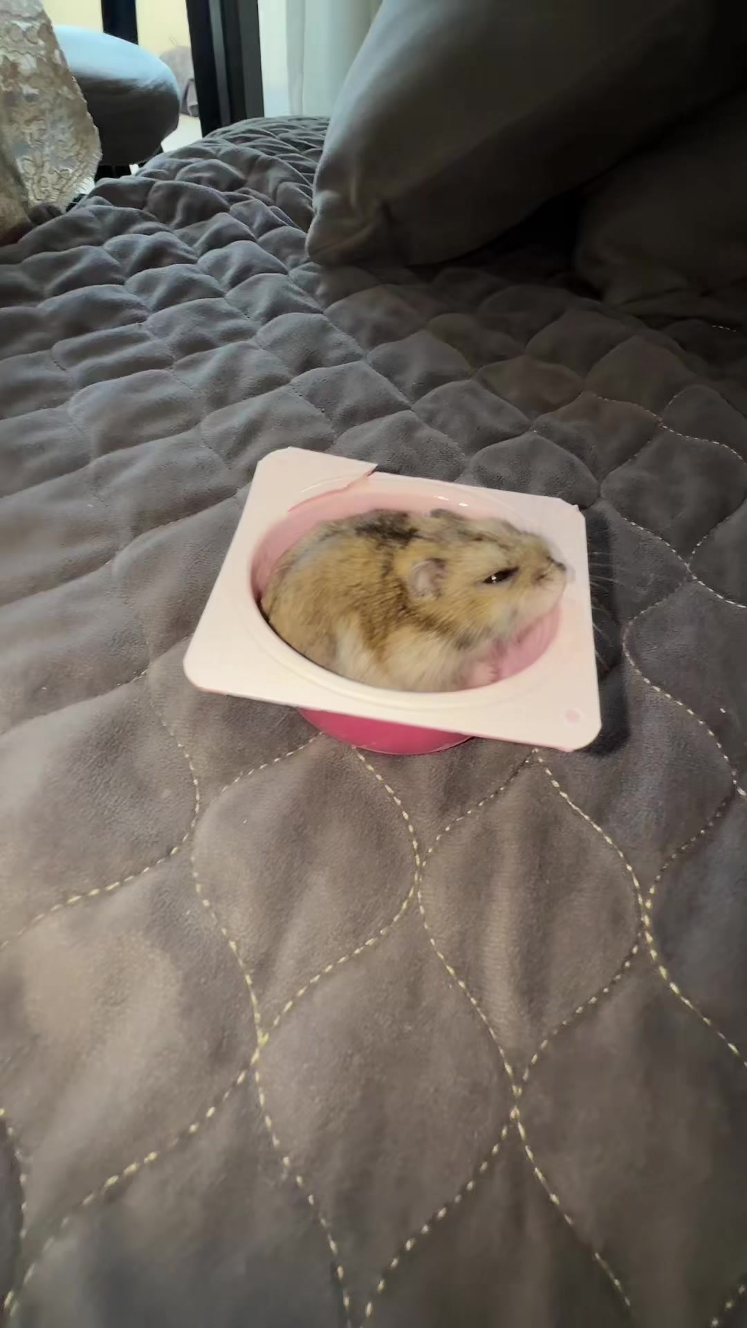 @hamster.cuppulu