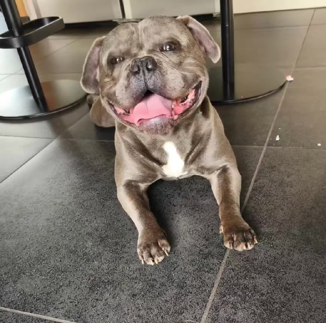 @Tyson américain bully🔥🐶