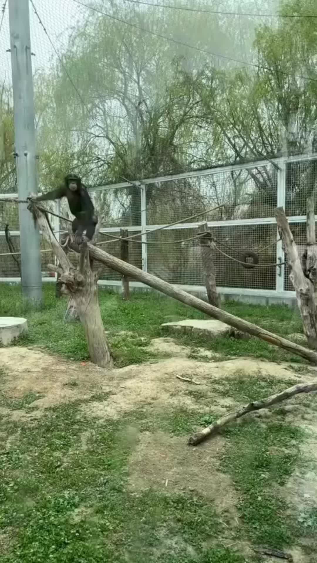 @Awesome gorillas