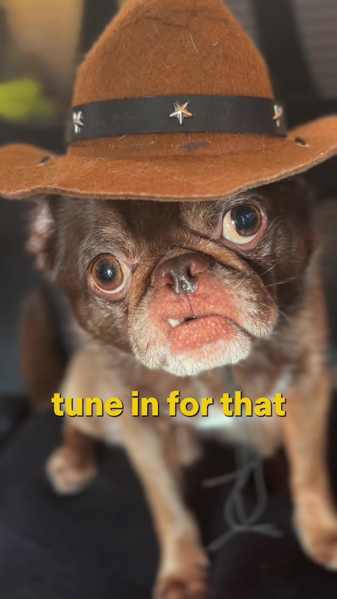 @ChilliThePug