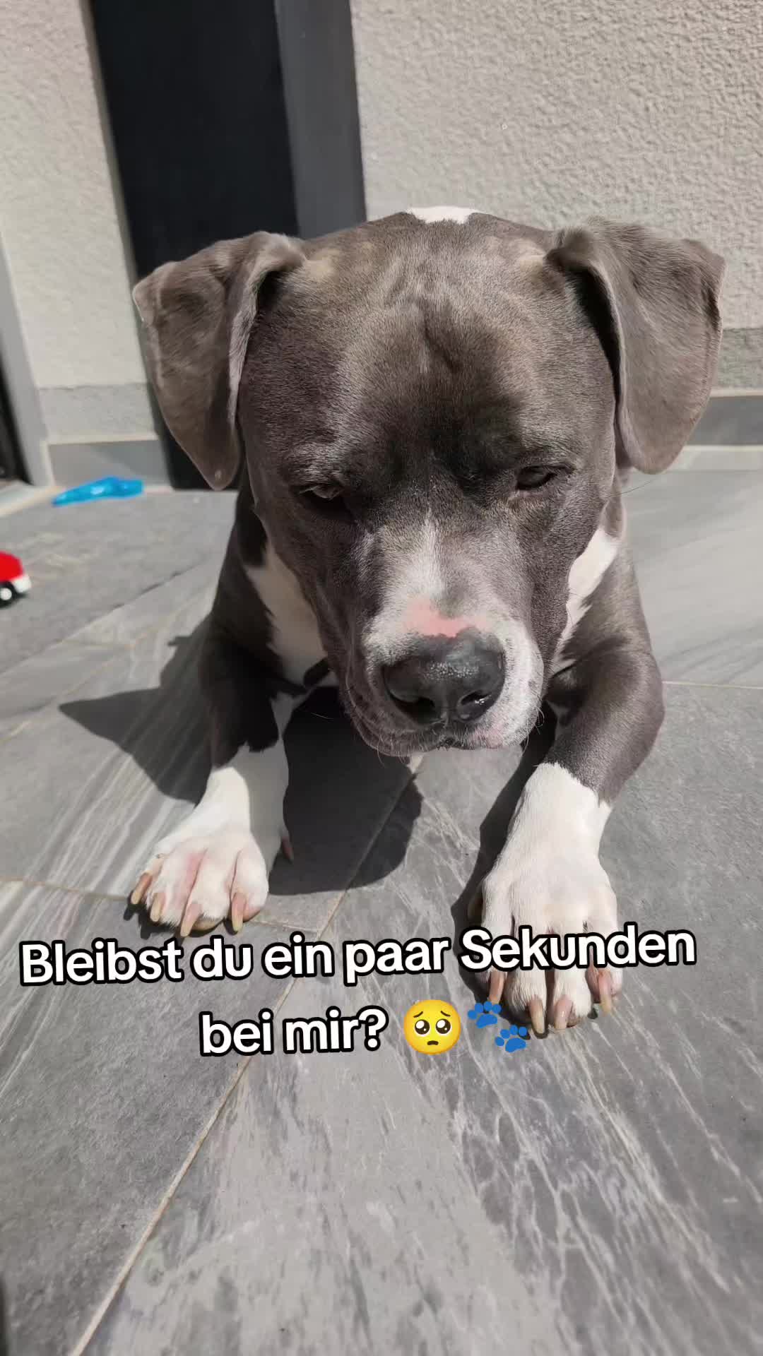 @Kampfschmusser_Nero🖤