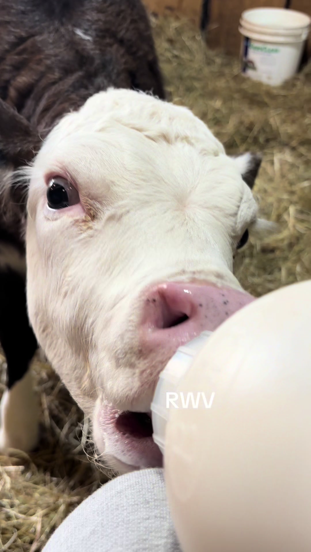 @RWV Land & Livestock