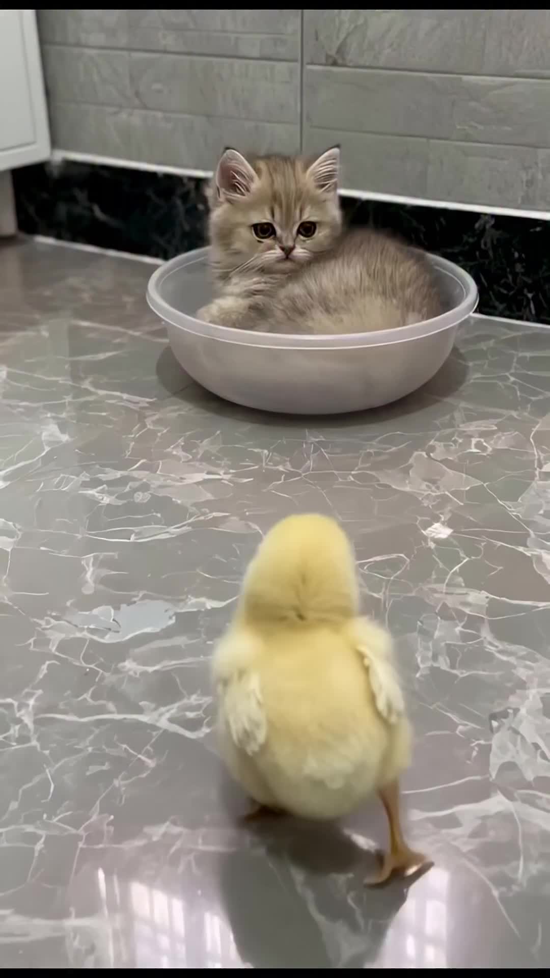 @middlepets