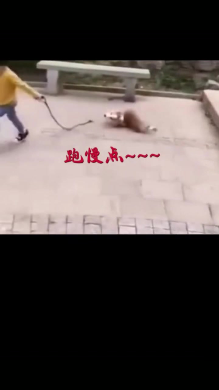@corgilovecorgi