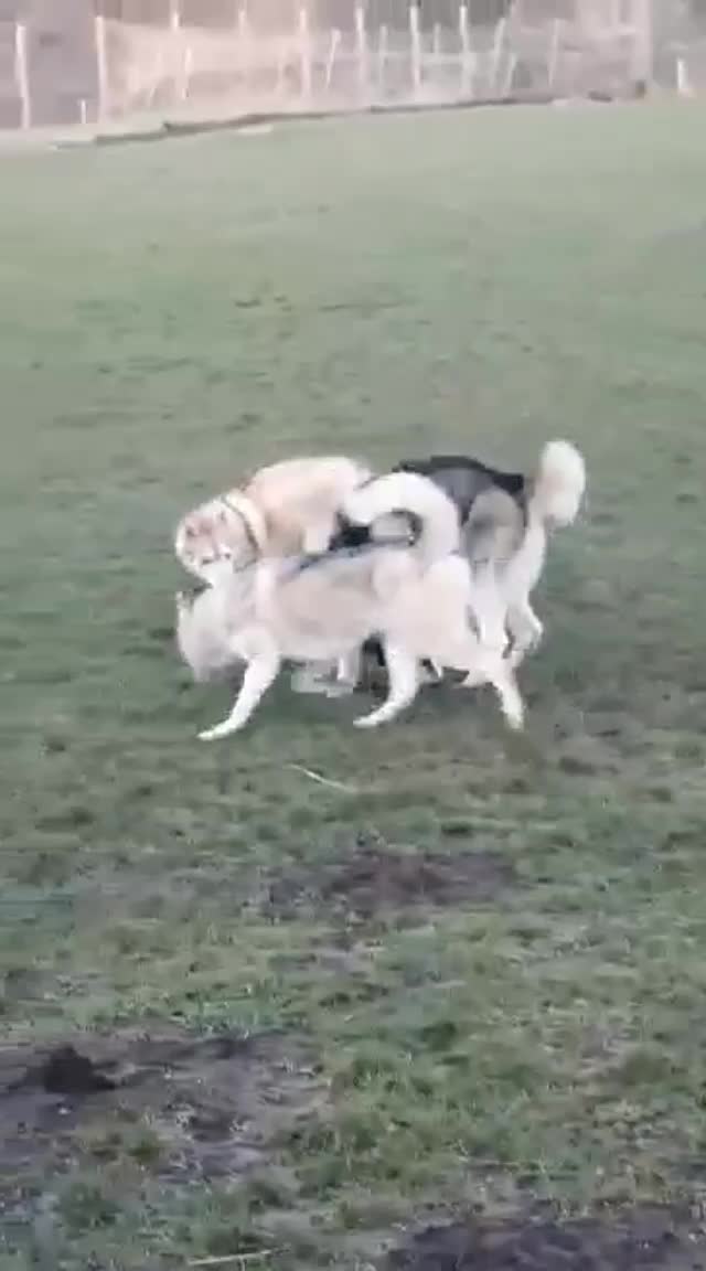 @howlvalley kennels