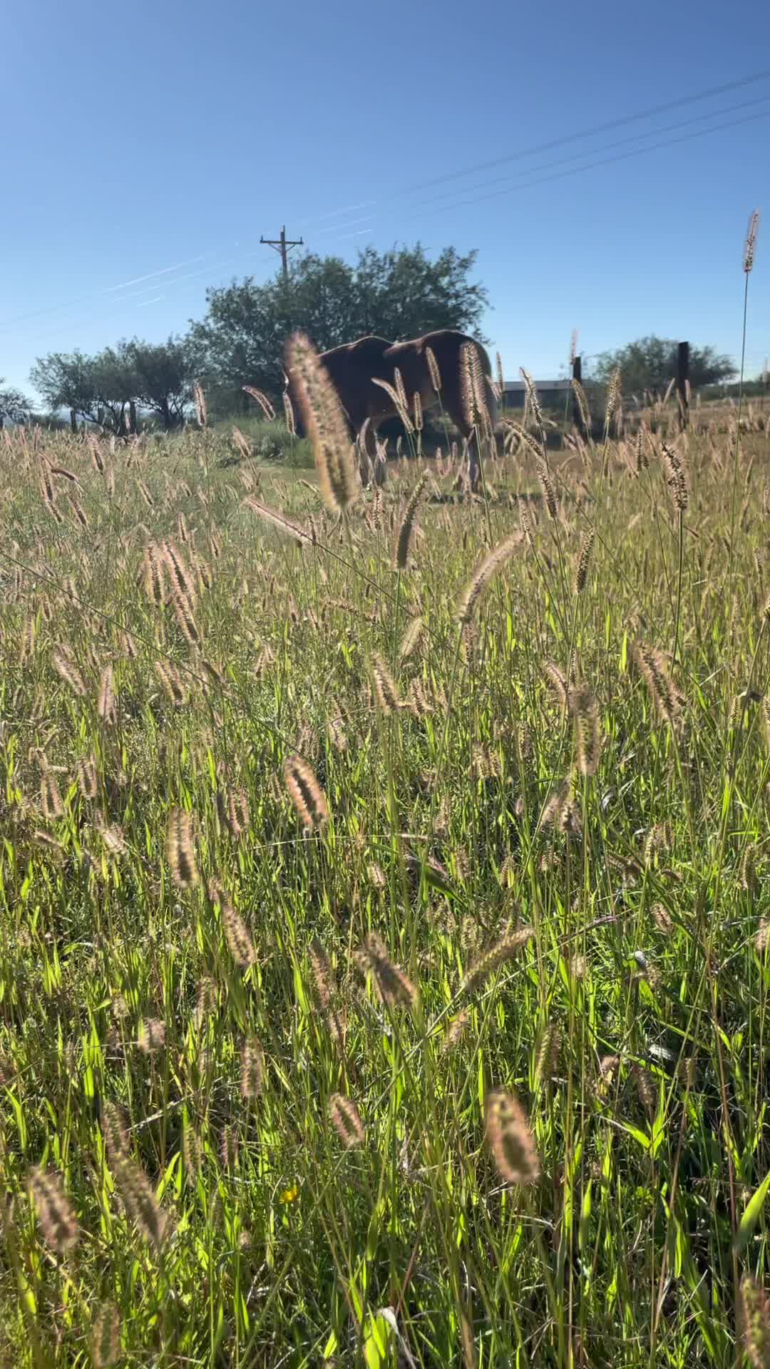 @Apache Powder Ranch