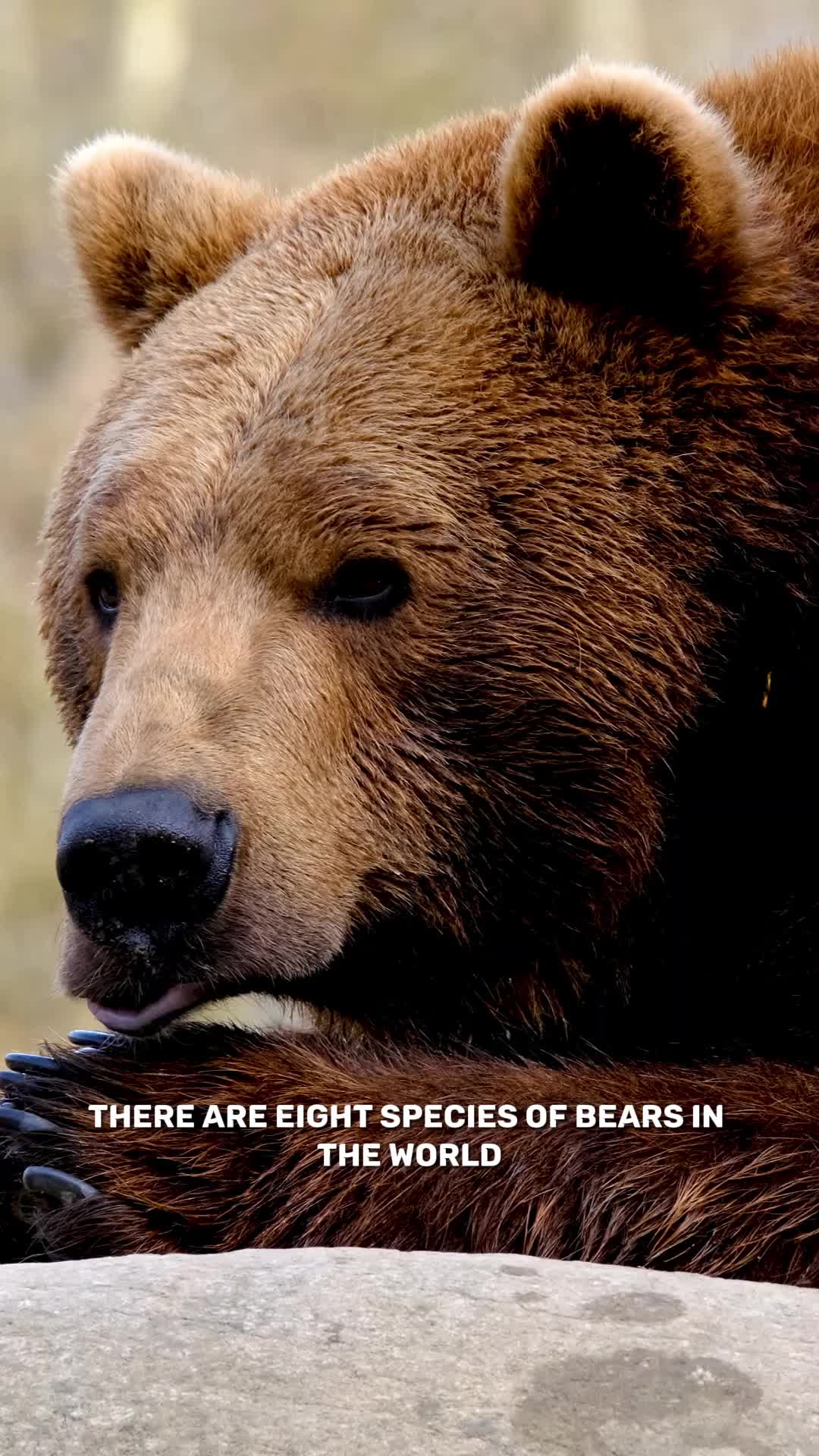 @factsanimal0