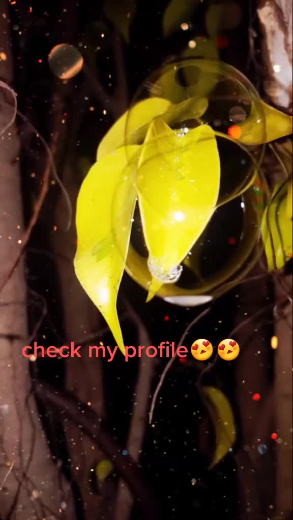 @photographer🌱🌳🌳🌵