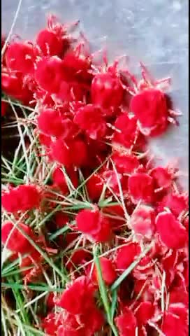@Kaleem Laddu
