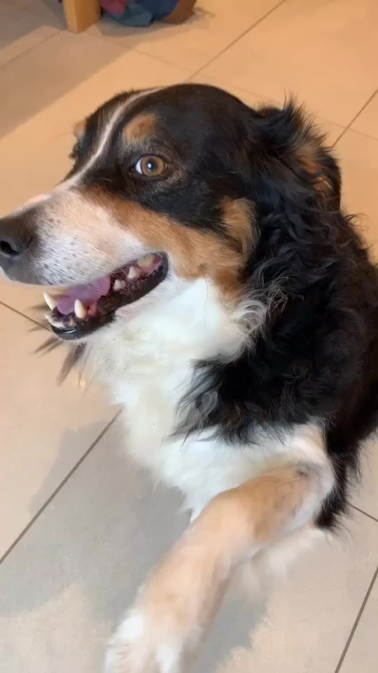 @Chocolats Le Chien