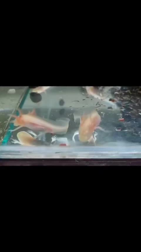 @axolotl üretim