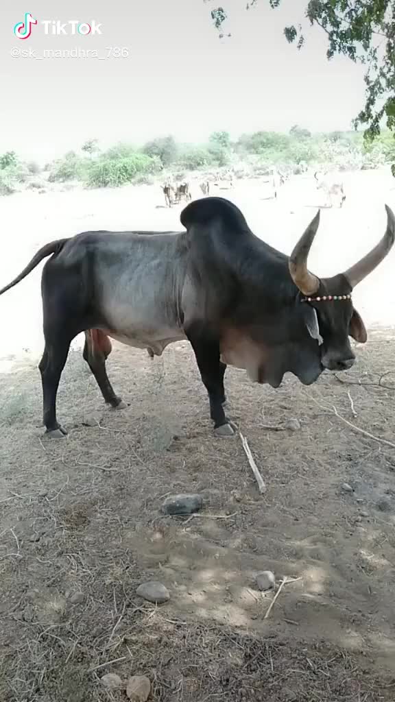 @SK___માલધારી