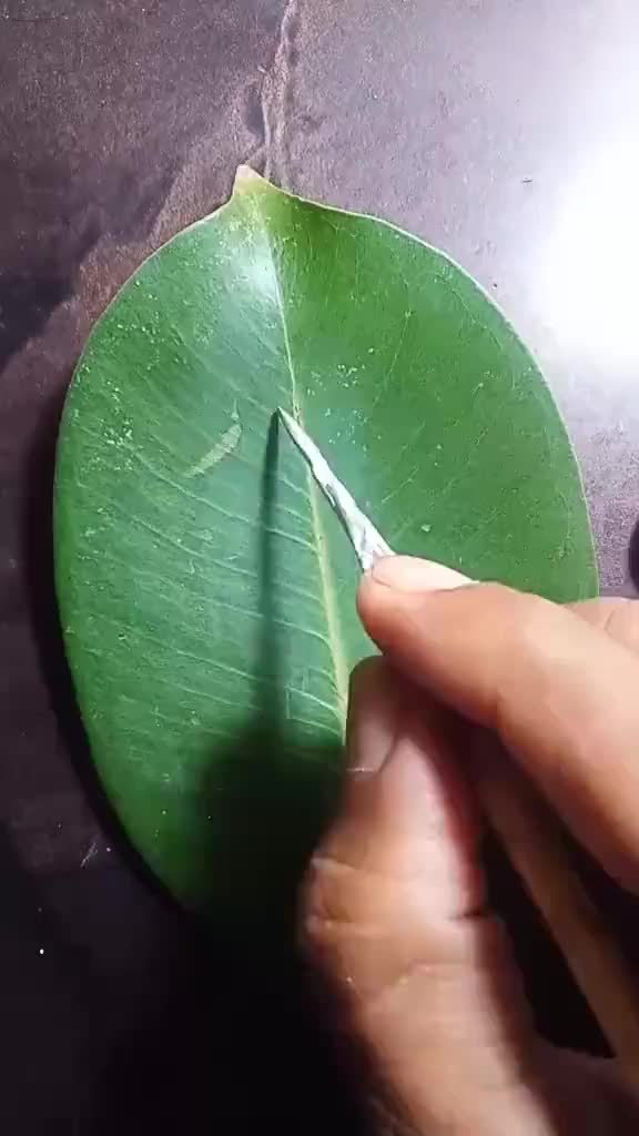 @team_Rj33