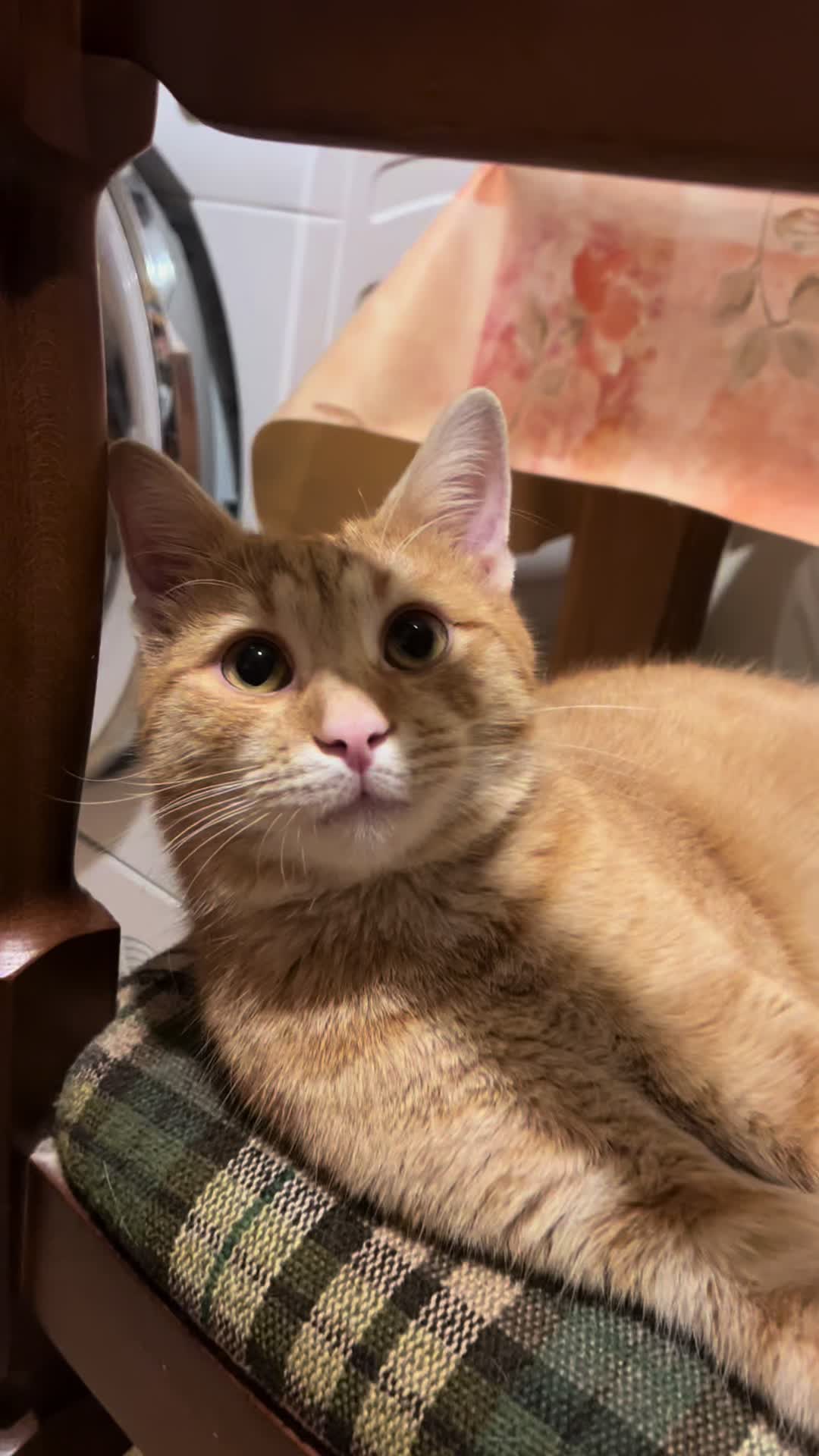 @Cezar, Loki i kompanija😹