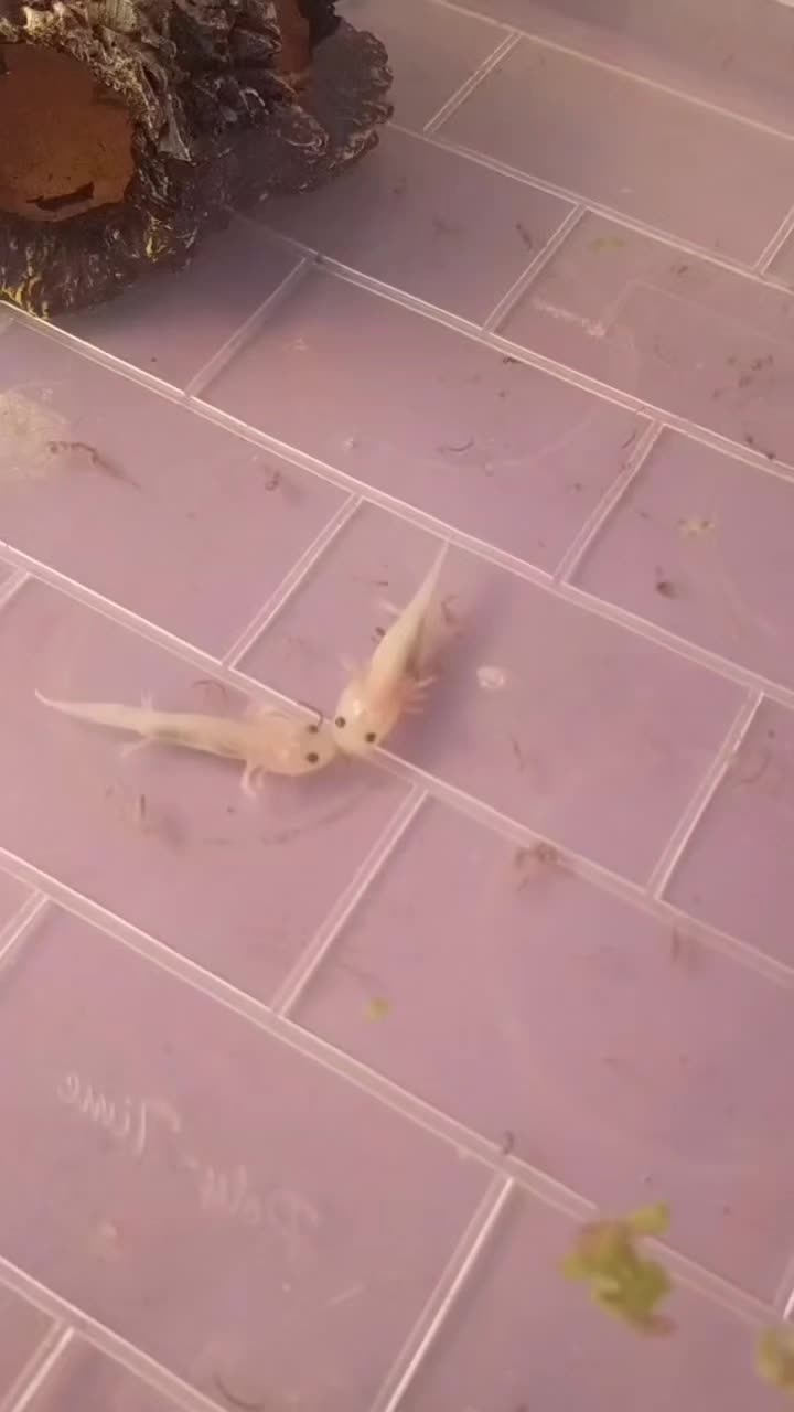 @axolotl üretim