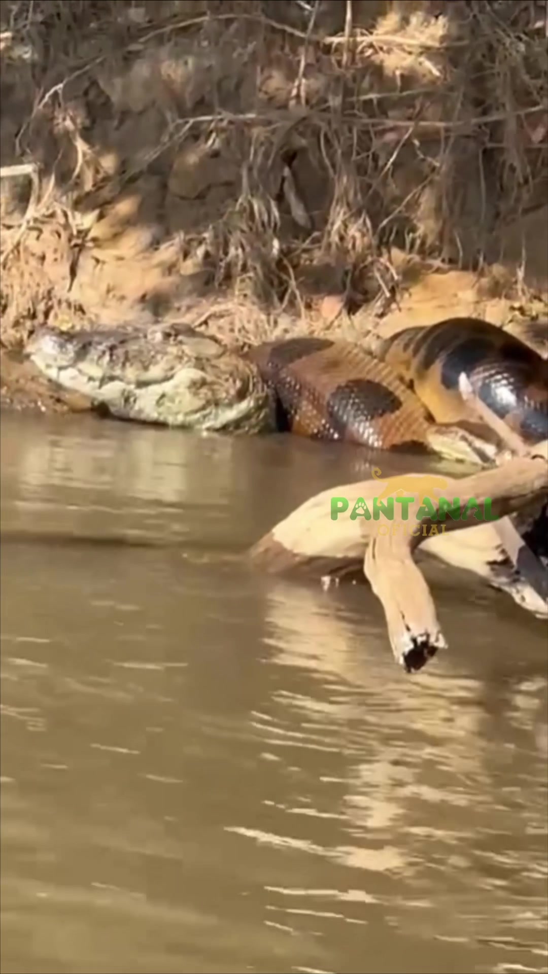 @Pantanal Brazil Safaris