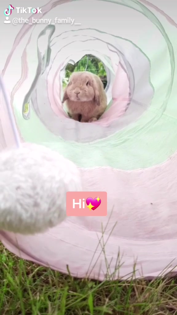@The_Bunny_Family__