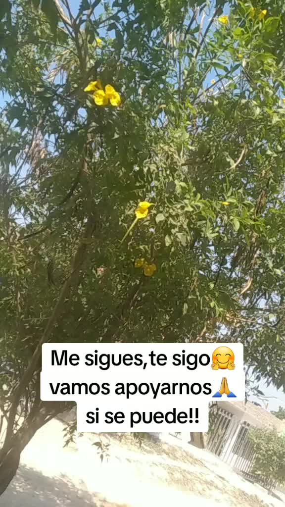 @la yesi 2.0