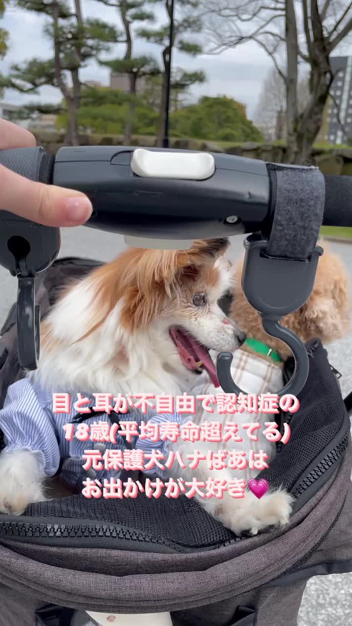 @みゆといぬ。