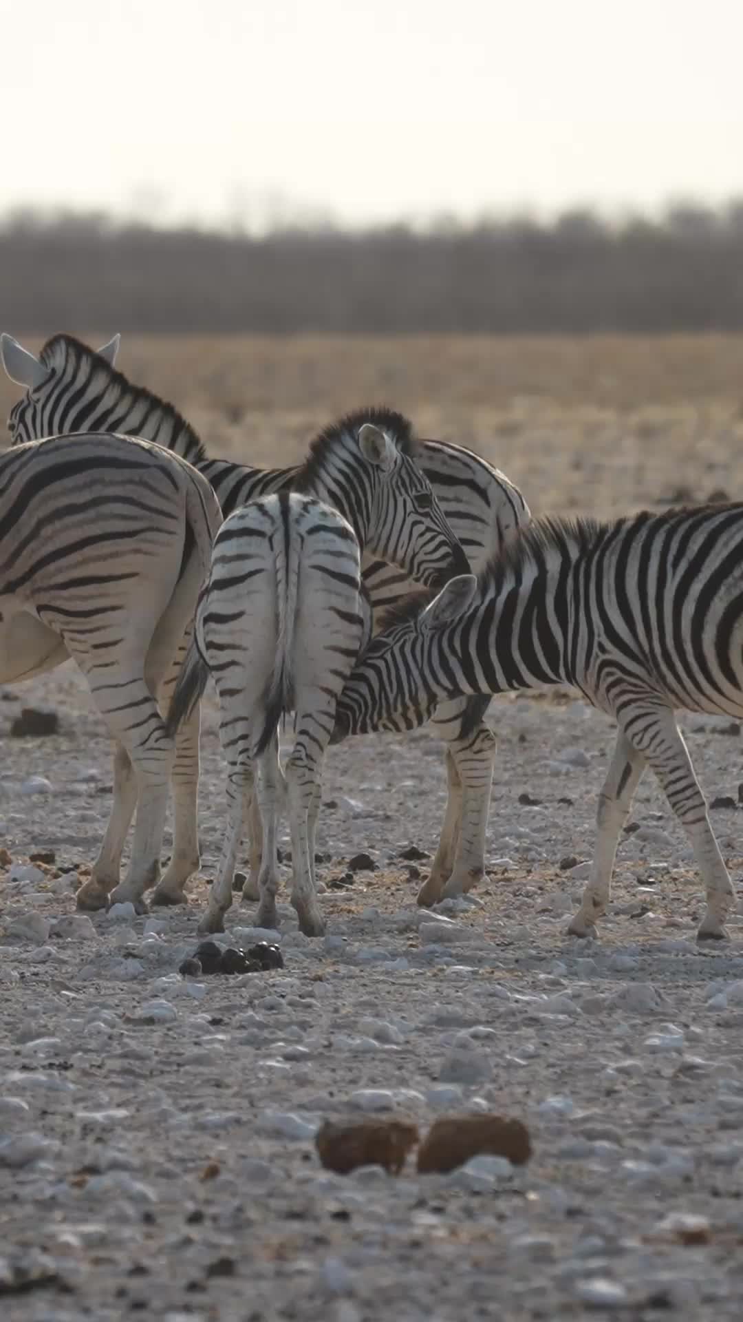 @Madbookings Travel Namibia