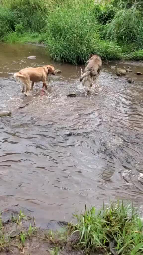 @joeytherescue