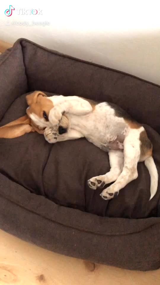 @Cody_beagle