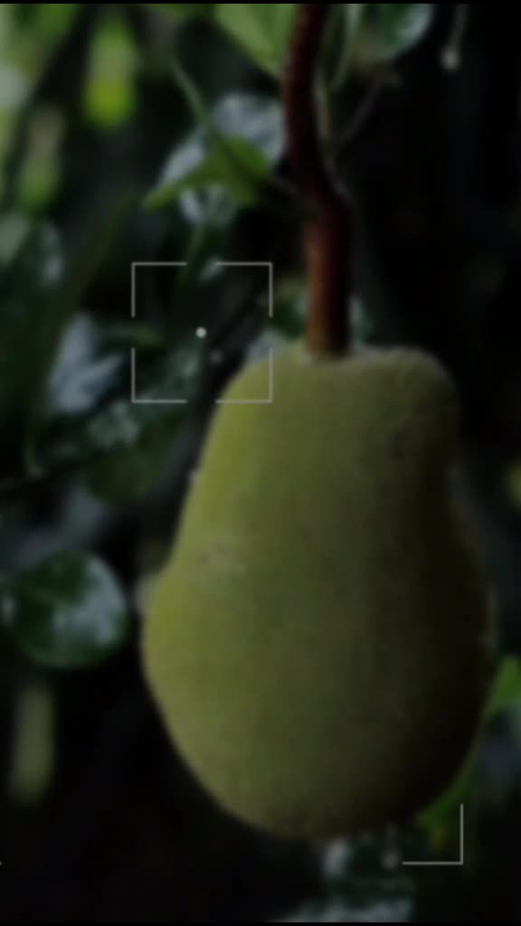 @๐ฅ๐ฏ๐๐ฅ๐ช๐ฅ
