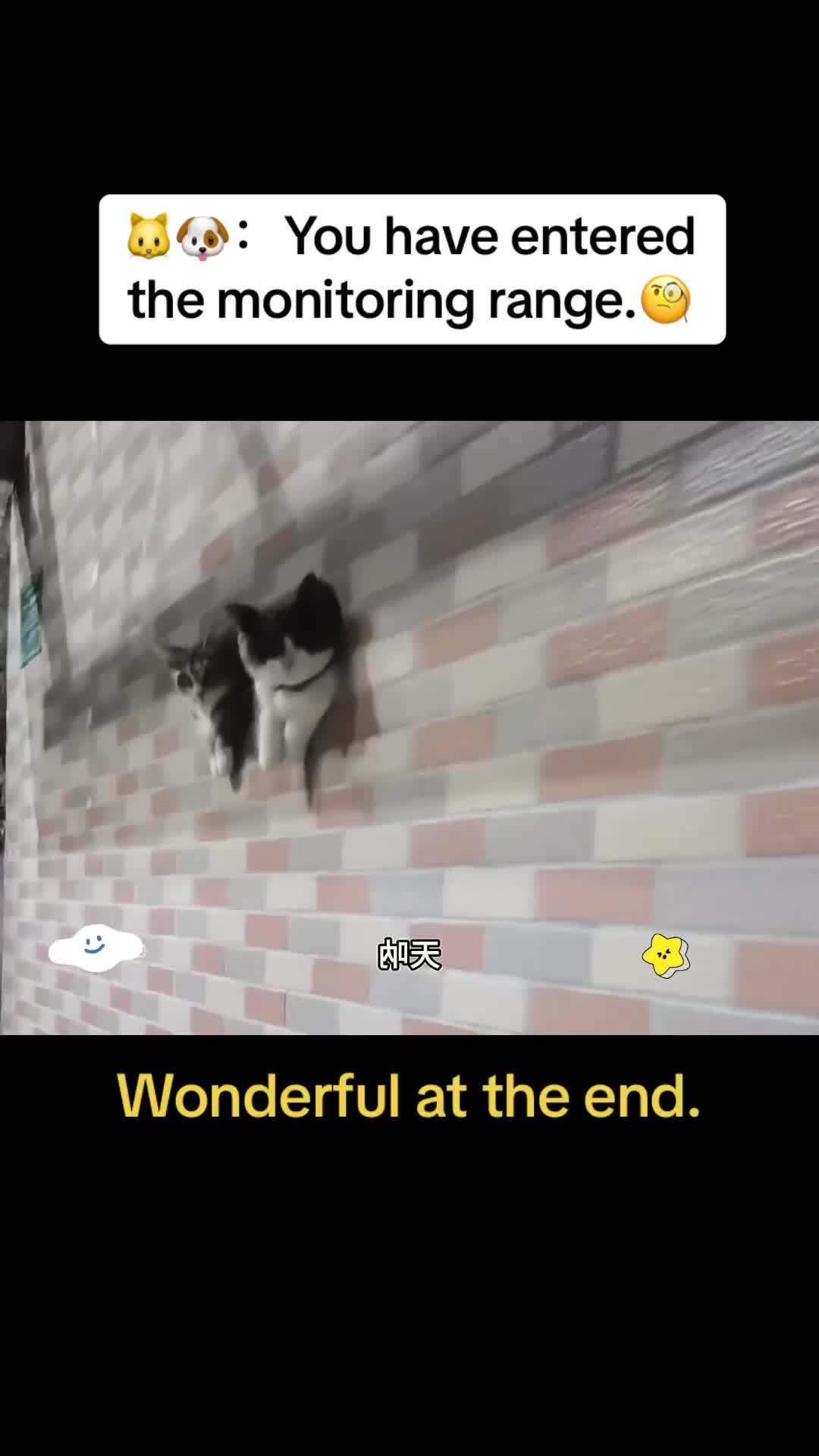 @Cute Pets😻