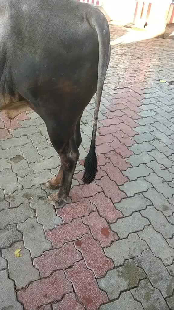 @s bharathi