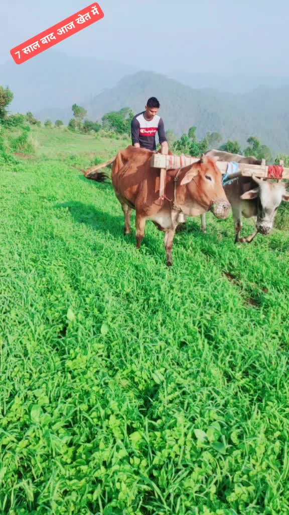 @pankaj पहाड़ी143uk03
