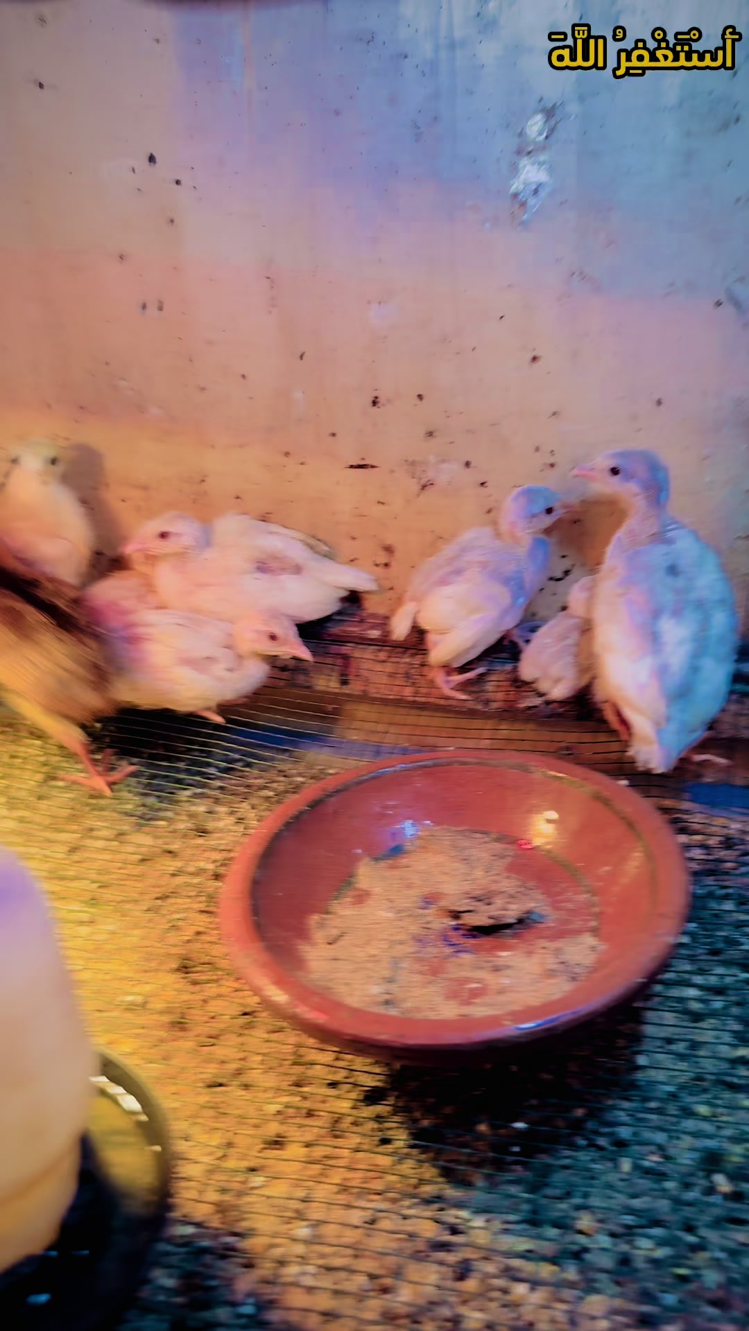 @Bird's Aviaries