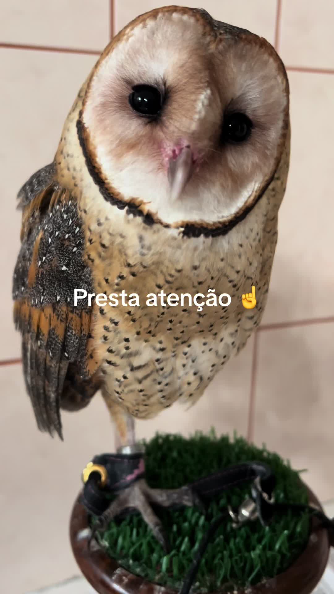 @lincozinh