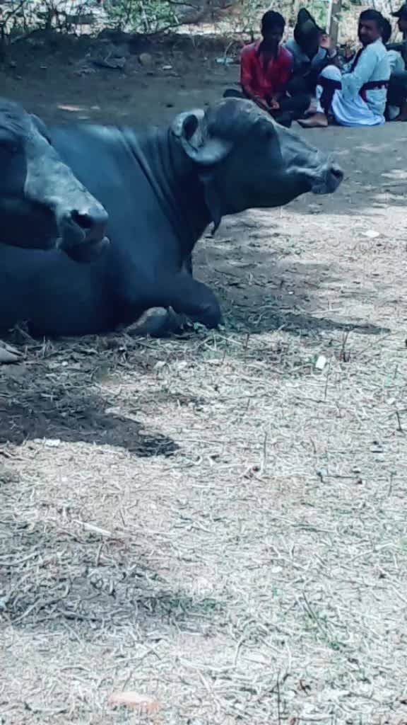 @😈 સભાડ 😈
