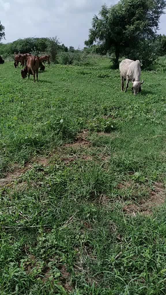 @govidbhai65